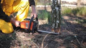 Best Commercial Tree Services  in East Grand Forks, MN